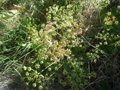 Heracleum sphondylium sibiricum
