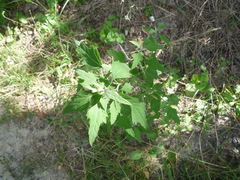 Chenopodium suecicum