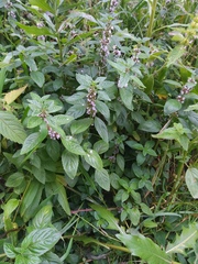 Mentha arvensis