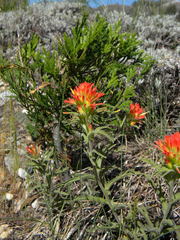 Castilleja pruinosa