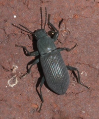 Xylopinus saperdoides