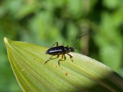 Grammoptera subargentata