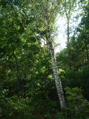 Betula pendula pendula