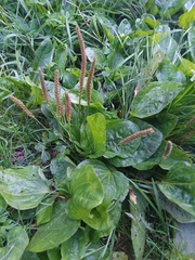 Plantago major
