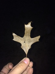 Quercus