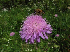 Knautia longifolia