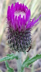 Cirsium flodmanii