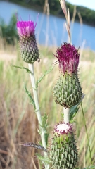 Cirsium flodmanii