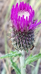 Cirsium flodmanii