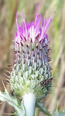 Cirsium flodmanii