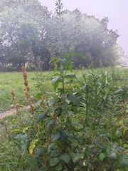 Scrophularia nodosa