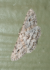 Stenoporpia pulmonaria