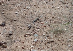 Aspidoscelis uniparens