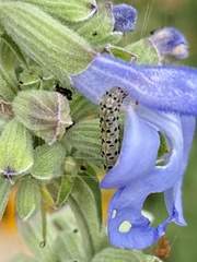Pyrausta inornatalis