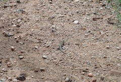 Aspidoscelis uniparens