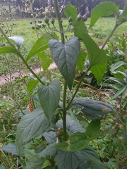 Scrophularia nodosa