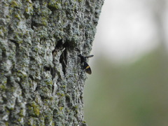 Pristaulacus fasciatus