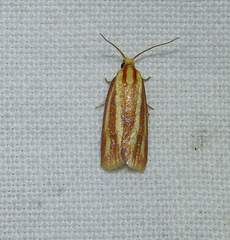 Sparganothis tristriata