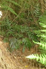 Blechnum colensoi