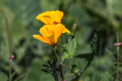Eschscholzia californica californica