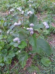 Arctium tomentosum