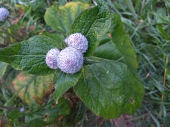 Arctium tomentosum