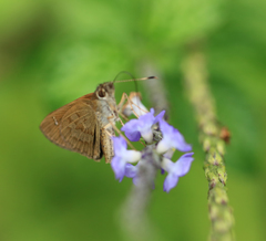 Cymaenes lepta