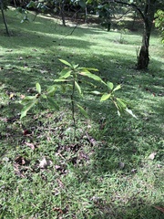 Pittosporum undulatum