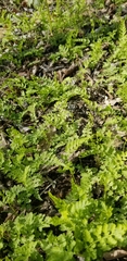 Cystopteris bulbifera