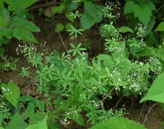 Galium laevigatum