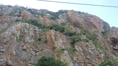 Encephalartos senticosus