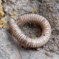 Pachyiulus flavipes