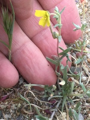 Camissoniopsis pallida