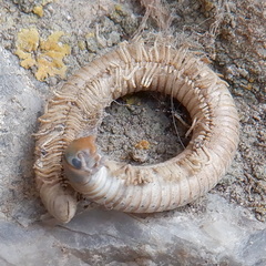 Pachyiulus flavipes