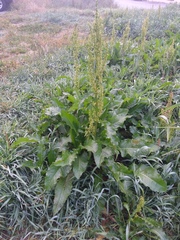 Rumex longifolius