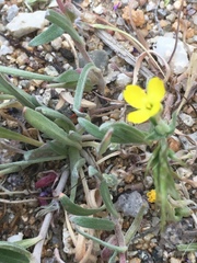 Camissoniopsis pallida