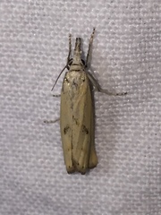 Agriphila brioniellus