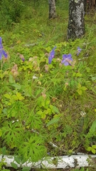 Geranium transbaicalicum