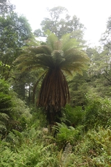 Dicksonia fibrosa