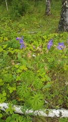Geranium transbaicalicum