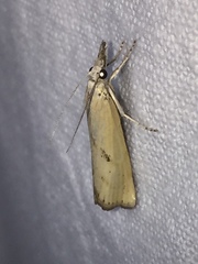 Agriphila brioniellus