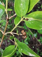 Bouvardia multiflora