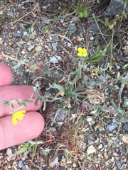 Camissoniopsis pallida