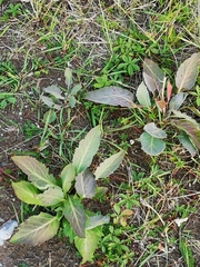 Eryngium planum