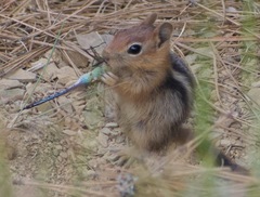 Callospermophilus lateralis mitratus