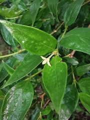 Bouvardia multiflora