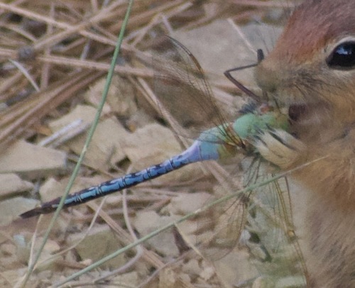 Common Green Darner photographed in California