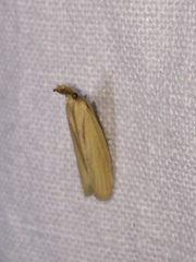 Hypsotropa gallohispanicella