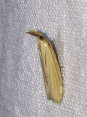 Hypsotropa gallohispanicella