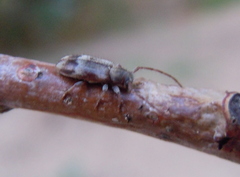 Exocentrus lusitanus